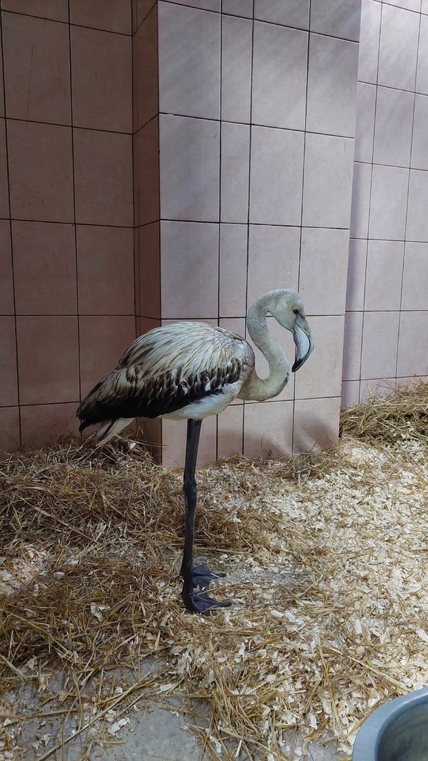 В зоопарке Ижевска приютили потерявшегося птенца розового фламинго 