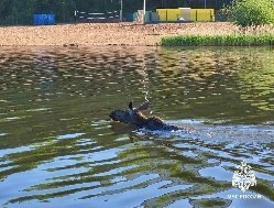 Итоги дня: начало покоса травы в Ижевске и заплыв лося по Ижевскому пруду