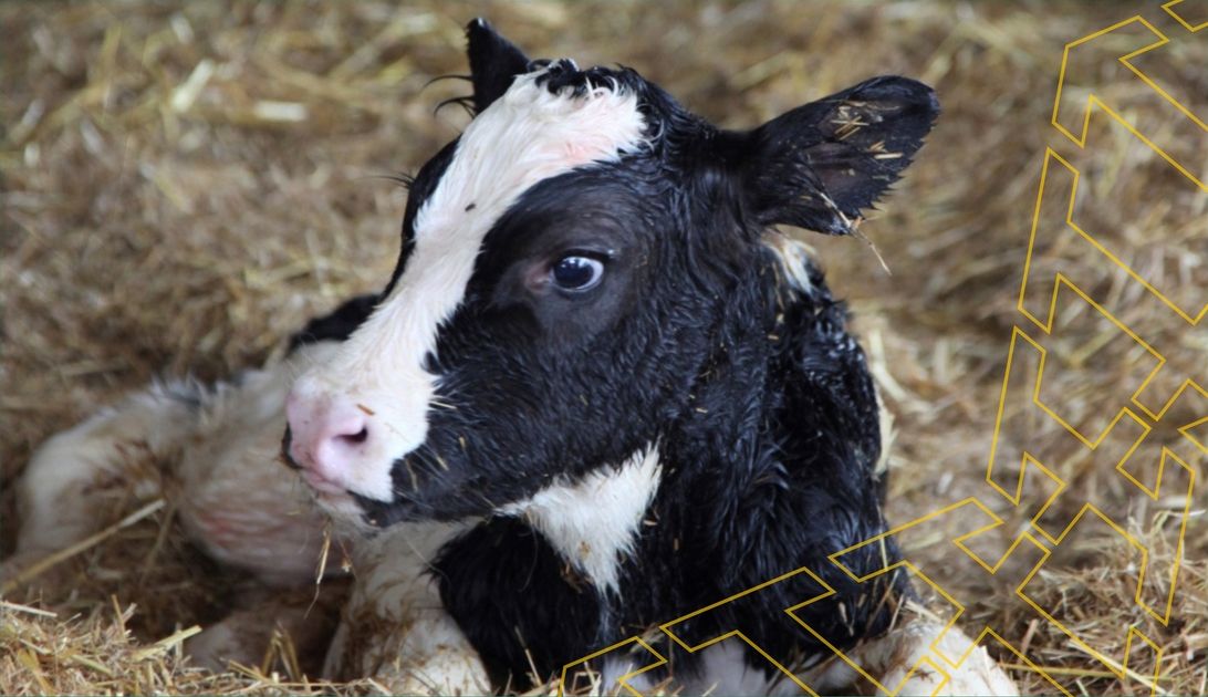 В Удмуртии родился первый теленок, полученный от пересадки замороженного эмбриона