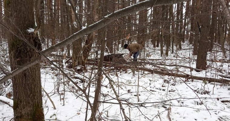 В Удмуртии задержали браконьера, застрелившего лося