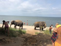 Слоны пришли на пляж под Калининградом принять песчаные ванны