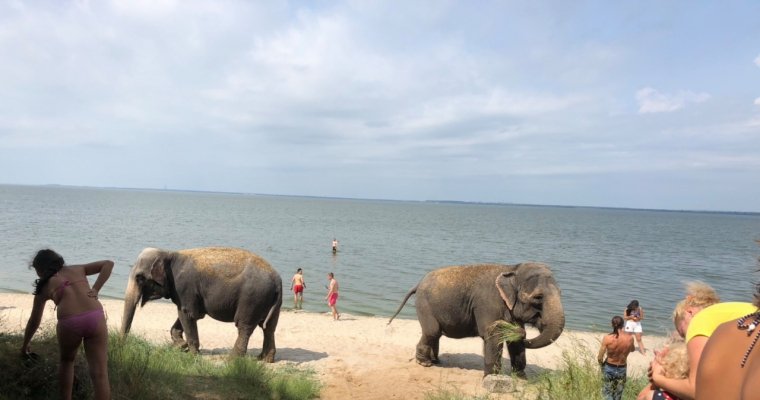 Слоны пришли на пляж под Калининградом принять песчаные ванны
