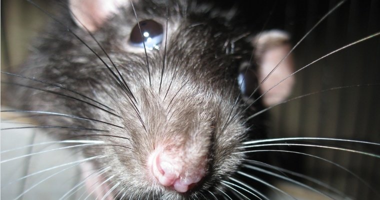 Жители Британии жалуются на засилье устойчивых к яду огромных крыс