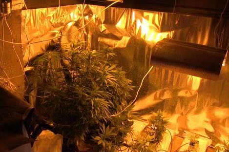 Пенсионера из Грахово заподозрили в незаконном хранении конопли