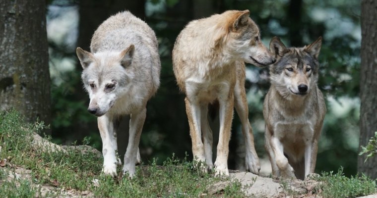Сожравшую больше 20 собак стаю волков частично уничтожили в Карелии