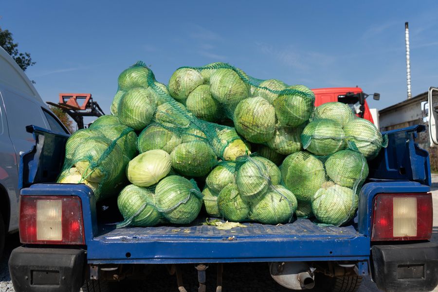 В Удмуртии выявлена капуста с превышением нитратов в 3,4 раза