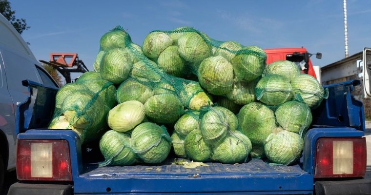 В Удмуртии выявлена капуста с превышением нитратов в 3,4 раза