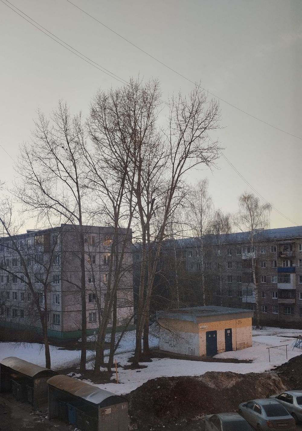 МыСпросилиЗаВас: как добиться спила опасного дерева во дворе