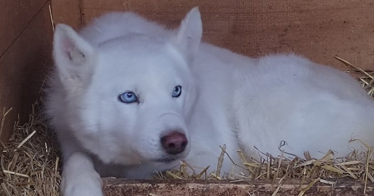 Зоозащитники Ижевска приютили 10 собак из Бурятии 