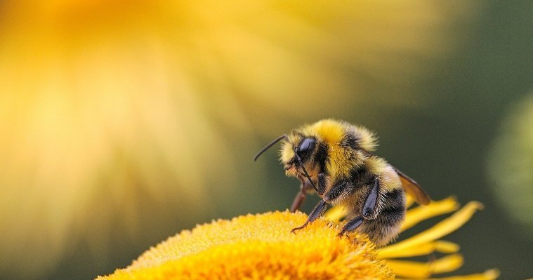В 2022 году на удмуртских пасеках произвели 849 тонн мёда