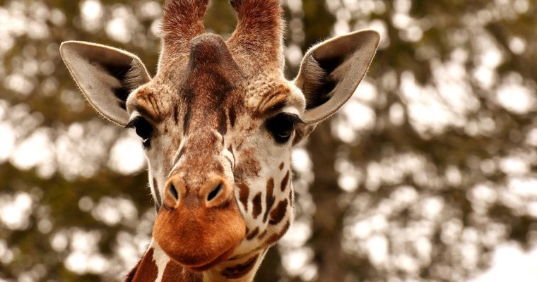 Пьяный посетитель зоопарка в Казахстане оседлал жирафа