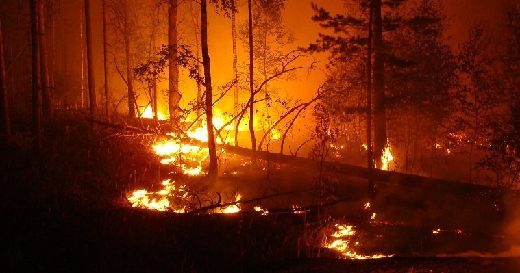 Двадцать сотрудников «Удмуртлеса» уехали в Республику Коми помогать в ликвидации лесных пожаров
