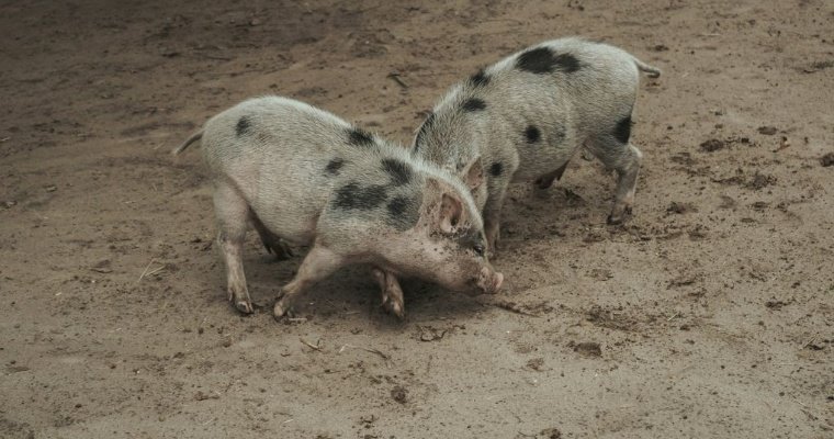 В Воткинском районе обнаружили сотню нелегально гуляющих свиней 
