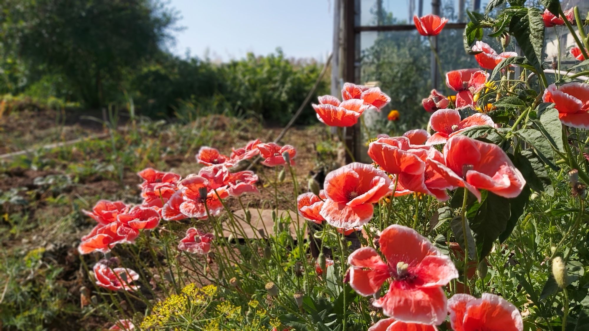 Жителей Удмуртии предупредили о возможном распространении опасного цветочного вредителя