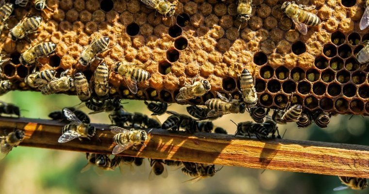 Пасечникам Удмуртии частично возместят ущерб от массовой гибели пчел 