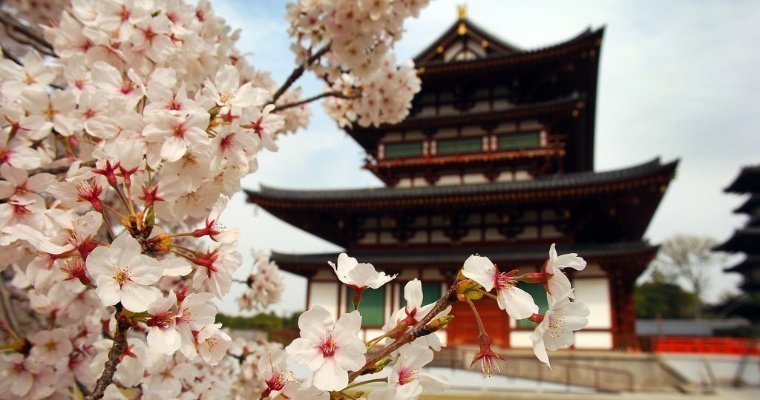 В Токио объявили о начале цветения сакуры