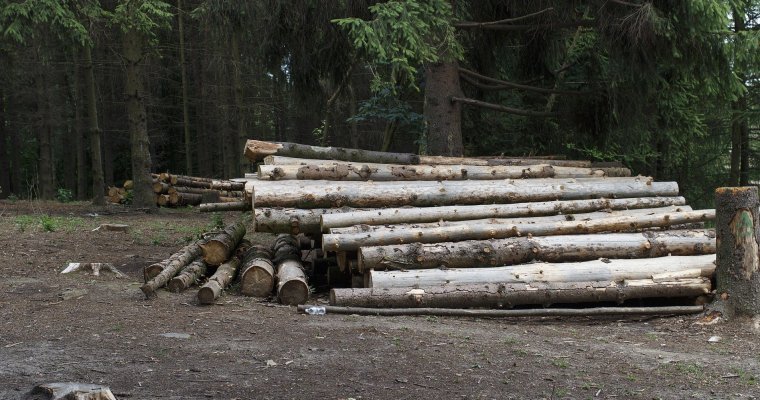 В Удмуртии задержали подозреваемого в незаконной вырубке леса на 30 млн рублей