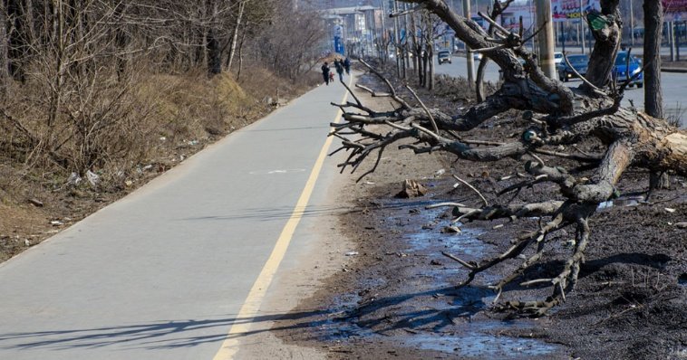 На спил сухостойных и аварийных деревьев в Ижевске выделили 2 млн рублей