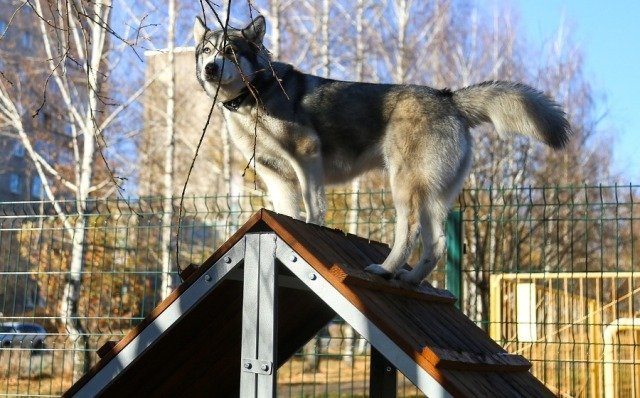 

В Ижевске появилась вторая площадка для выгула собак

