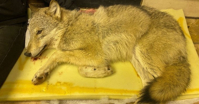 Попавший под машину и спасенный в Кунгуре пес оказался волком
