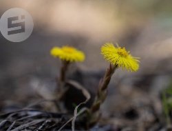 6 мая в Удмуртии ожидаются кратковременные дожди