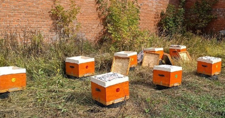 В Удмуртии начнут готовить профессиональных пчеловодов