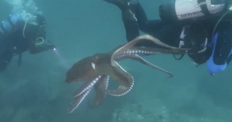 Встреча дайвера с навязчивым осьминогом в Японском море попала на видео