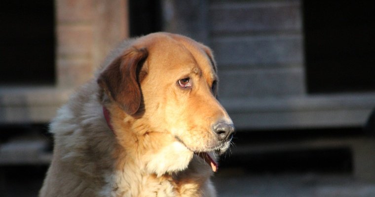 В Удмуртии возбудили уголовное дело за попытку переломить позвоночник собаке