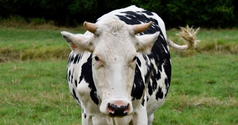 В Японии первая в мире клонированная корова умерла от старости