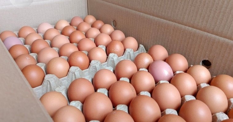 К Пасхе нуждающиеся жители Удмуртии получат от агрохолдинга «КОМОС ГРУПП» более 120 тысяч яиц  