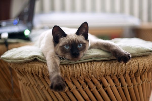 Два котика из Перми вошли в десятку самых популярных котов года