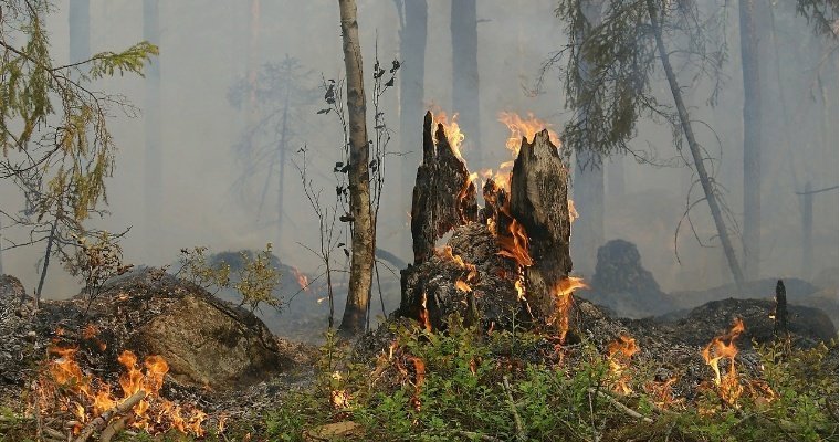 В Удмуртии ввели особый противопожарный режим в лесах