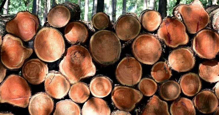 В Удмуртии шестеро мужчин обвиняются в незаконной рубке деревьев и краже металла