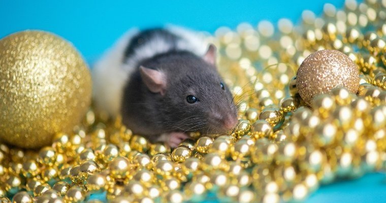 В преддверии Нового года в Ижевске в 4,5 раза вырос спрос на крыс