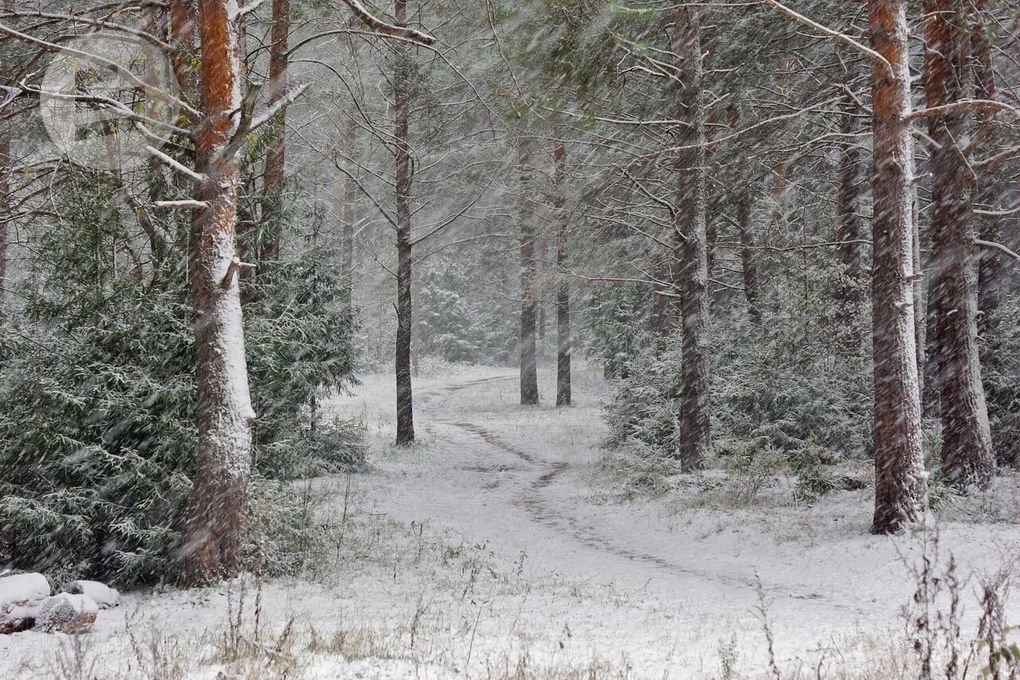 В Красногорском районе Удмуртии установили карантинную зону из-за уссурийского полиграфа