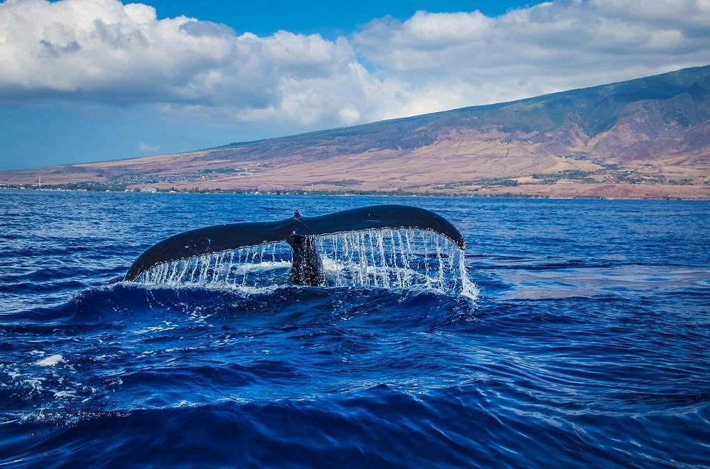Жители Осаки заметили кита в текущей через город реке