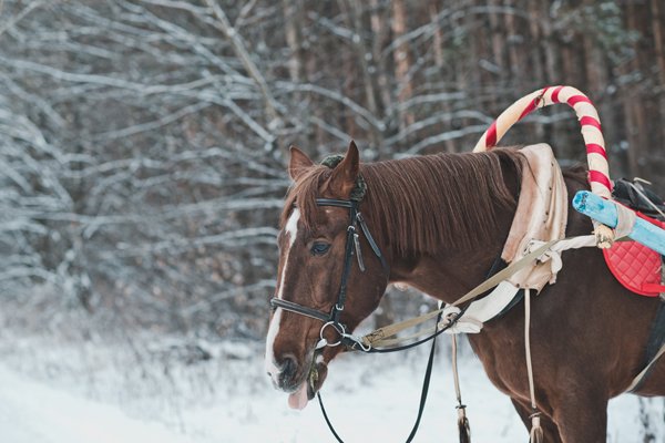 Три женщины попали под копыта вырвавшейся из саней лошади в Перми