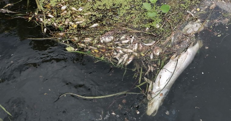 В Удмуртии на месте гибели рыбы в реке Вала взяты пробы воды