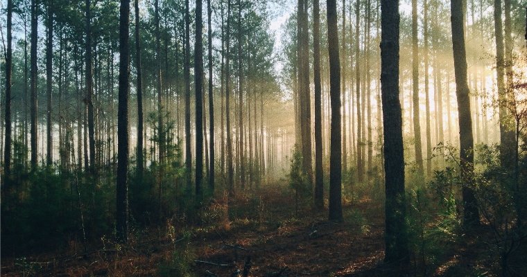 Лес на улице 40 лет Победы в Ижевске сохранит статус городского