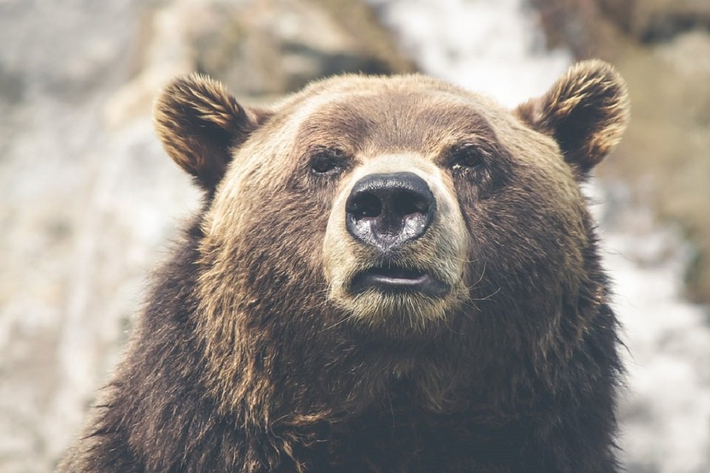 Медведи вынудили временно закрыть для туристов маршрут вдоль берега Байкала 