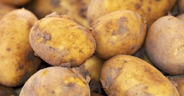 Превратилась в тыкву: генетики опровергли сенсацию о самой большой картофелине в мире