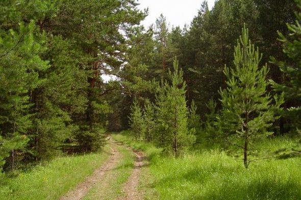 В Ижевске не планируют вводить запрет на посещение лесов