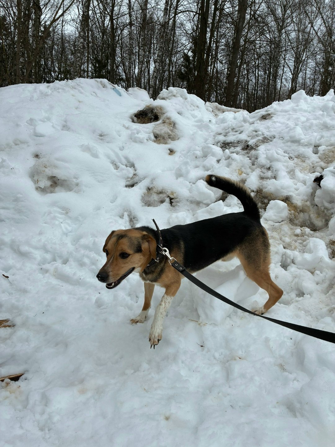 Из ижевского приюта «Кот и пёс» сбежала собака 