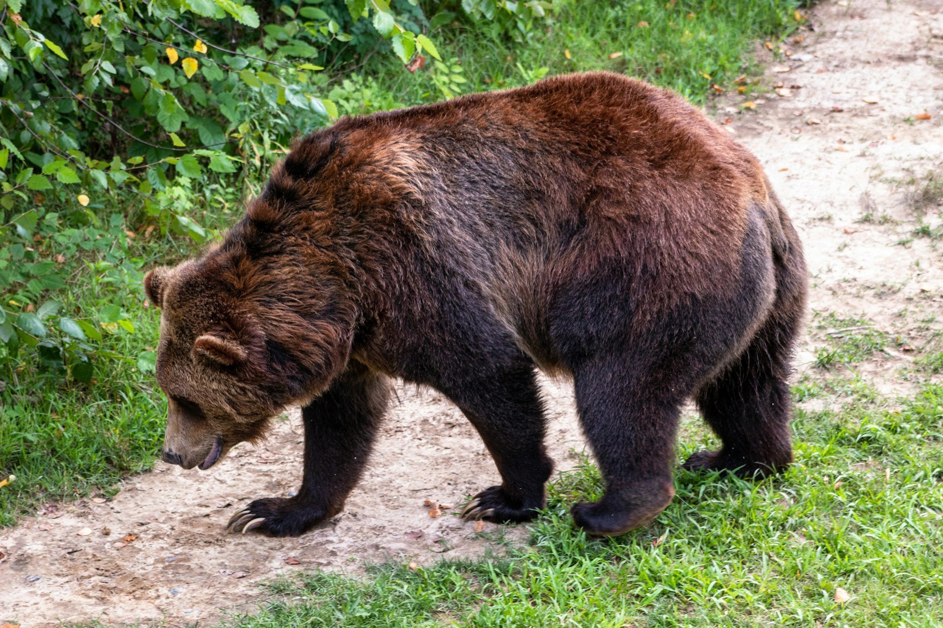 Вблизи двух деревень в Малопургинском районе заметили бурого медведя