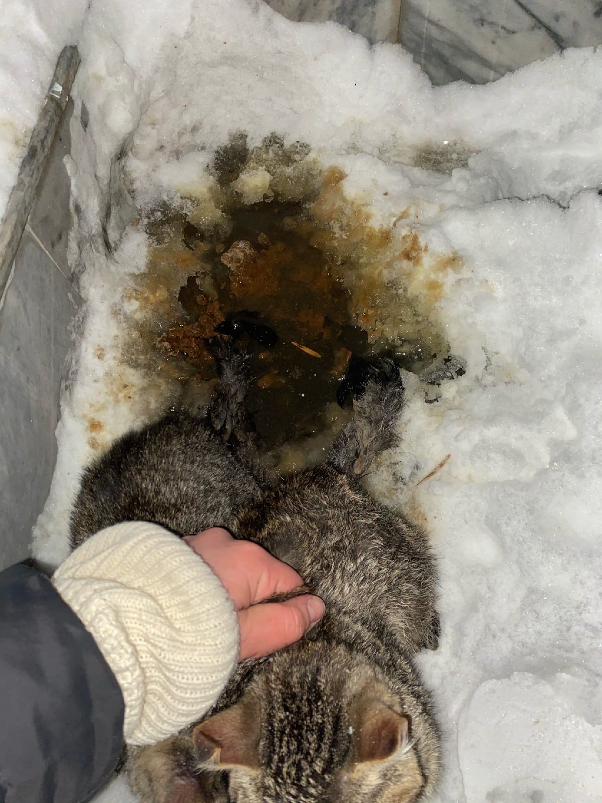 В Ижевске спасли облитых водой в 20-градусный мороз кошек