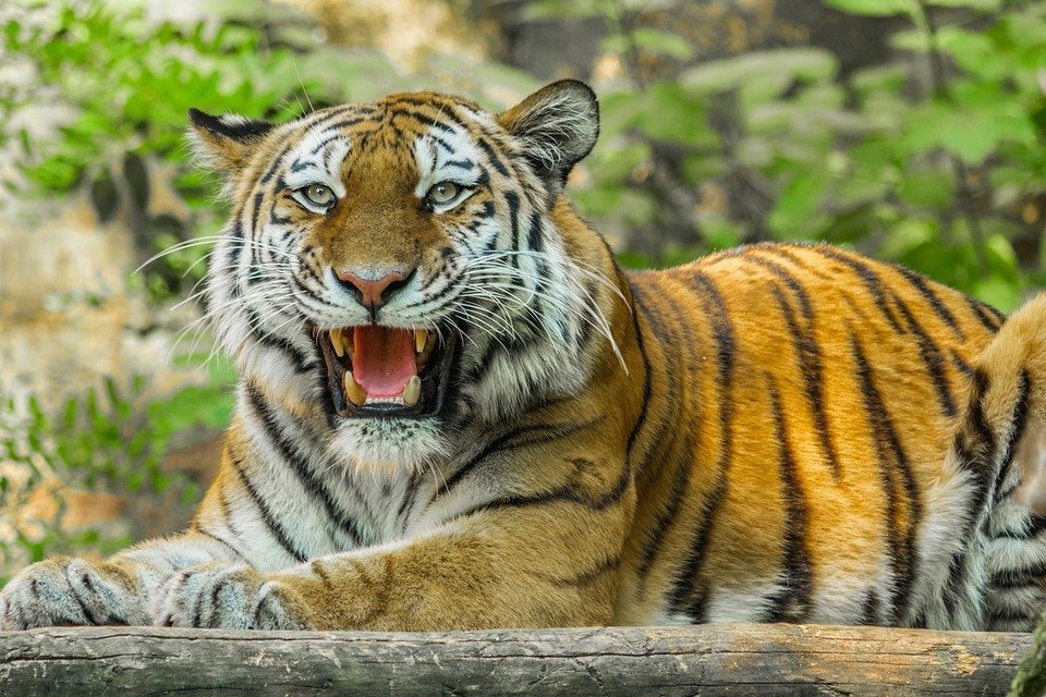 Полиция Приамурья задержала подозреваемых в убийстве тигра Павлика