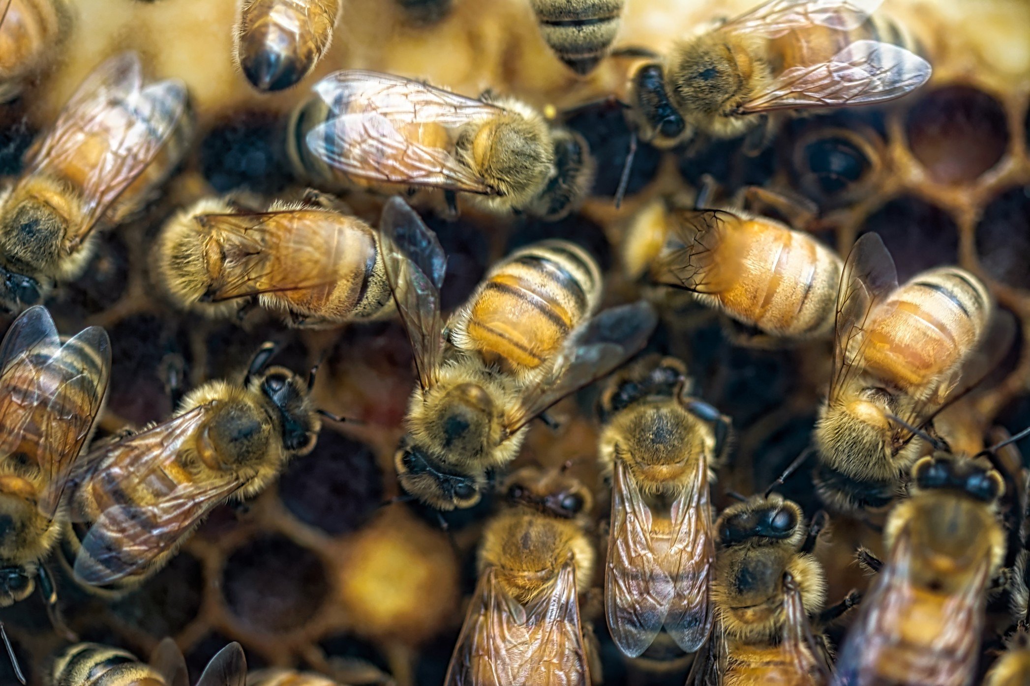 

В Удмуртии погибло более 400 пчелосемей

