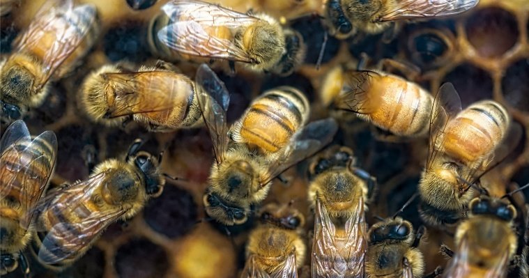 В Удмуртии погибло более 400 пчелосемей