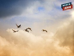 Итоги дня: возвращение перелетных птиц и холодная неделя в Удмуртии