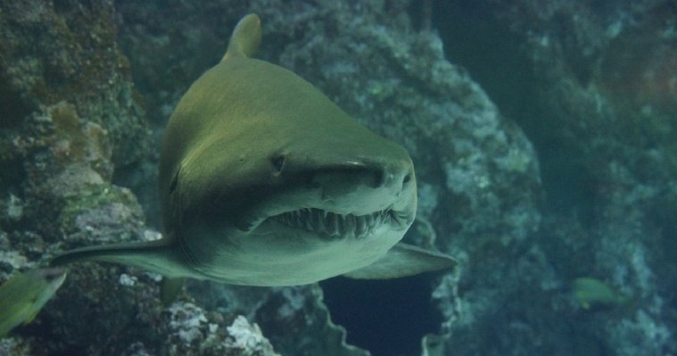 Челюсти: в Австралии белая акула насмерть загрызла пловца 